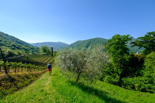 Voller Energie oberhalb von Cademario