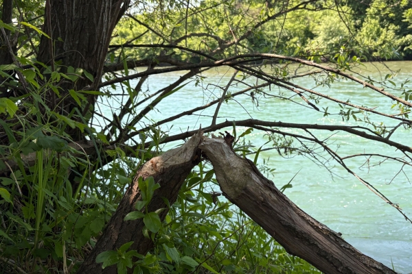 Sonnige Uferwanderung entlang der Reuss