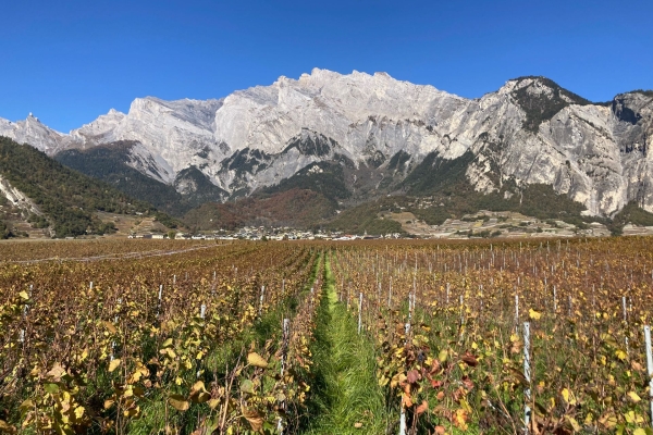Des vignes et un pont suspendu