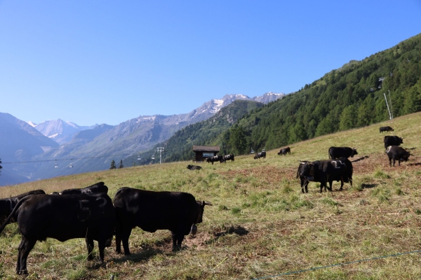 R34: Les Collons - Gouilles d'Essertse - Cabane d'Essertse - Pralong