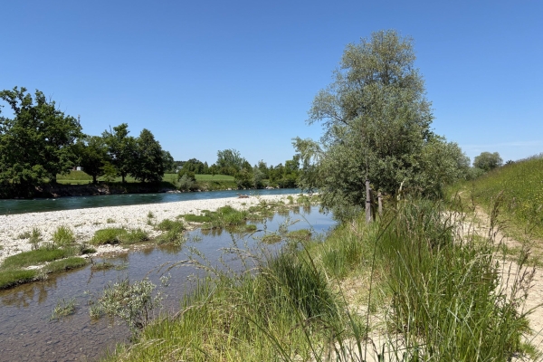 Sonnige Uferwanderung entlang der Reuss