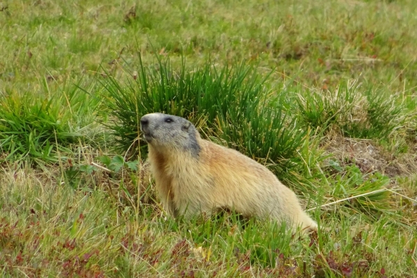 Aus dem Talboden auf den Bitzistock