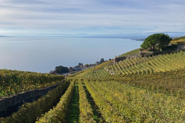 Étendue inspirante du lac Léman