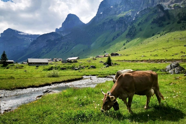 Zur grössten Alp der Schweiz - Postautotour