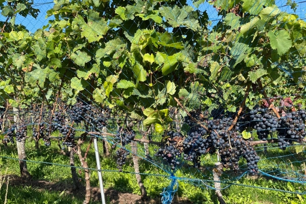 Herbstliche Klettgauer Rebberge