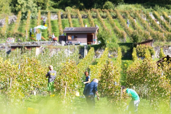 Weinbau-Weg-Sarganserland