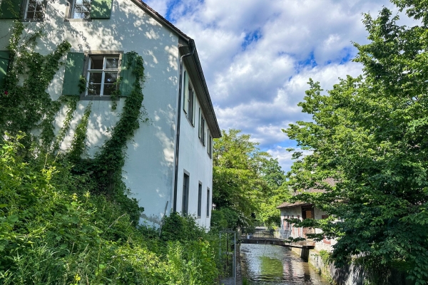Frühlingspfad am St. Alban-Teich in voller Blüte