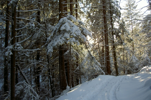 Schwarzenbühl (1. Durchführung)