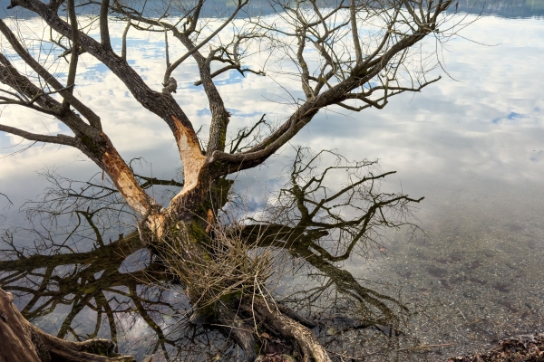 Themenwanderung Biber (*/T1) MIT Anmeldung