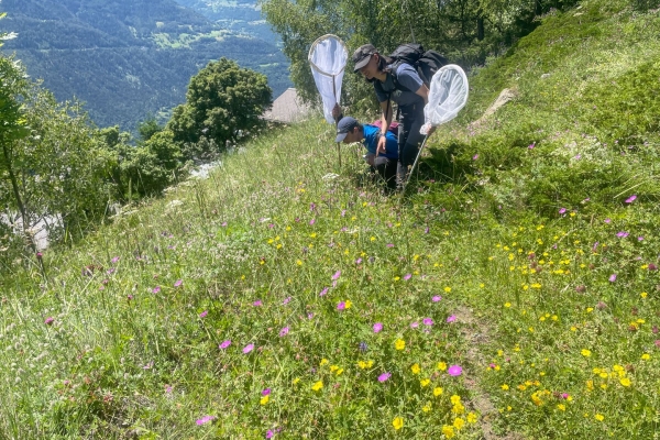 En quête de guêpes