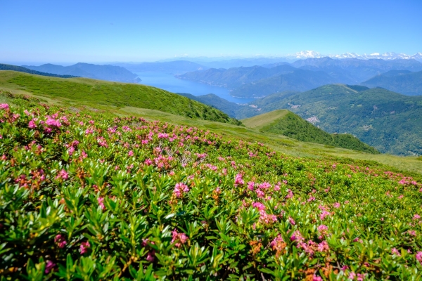 Selve castanili e una cresta nel Malcantone
