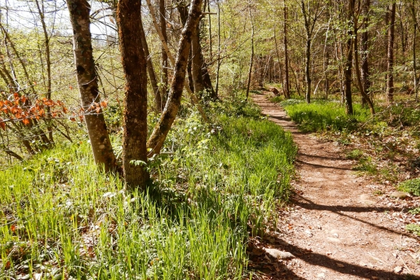 Am Ufer der naturbelassenen Reuss
