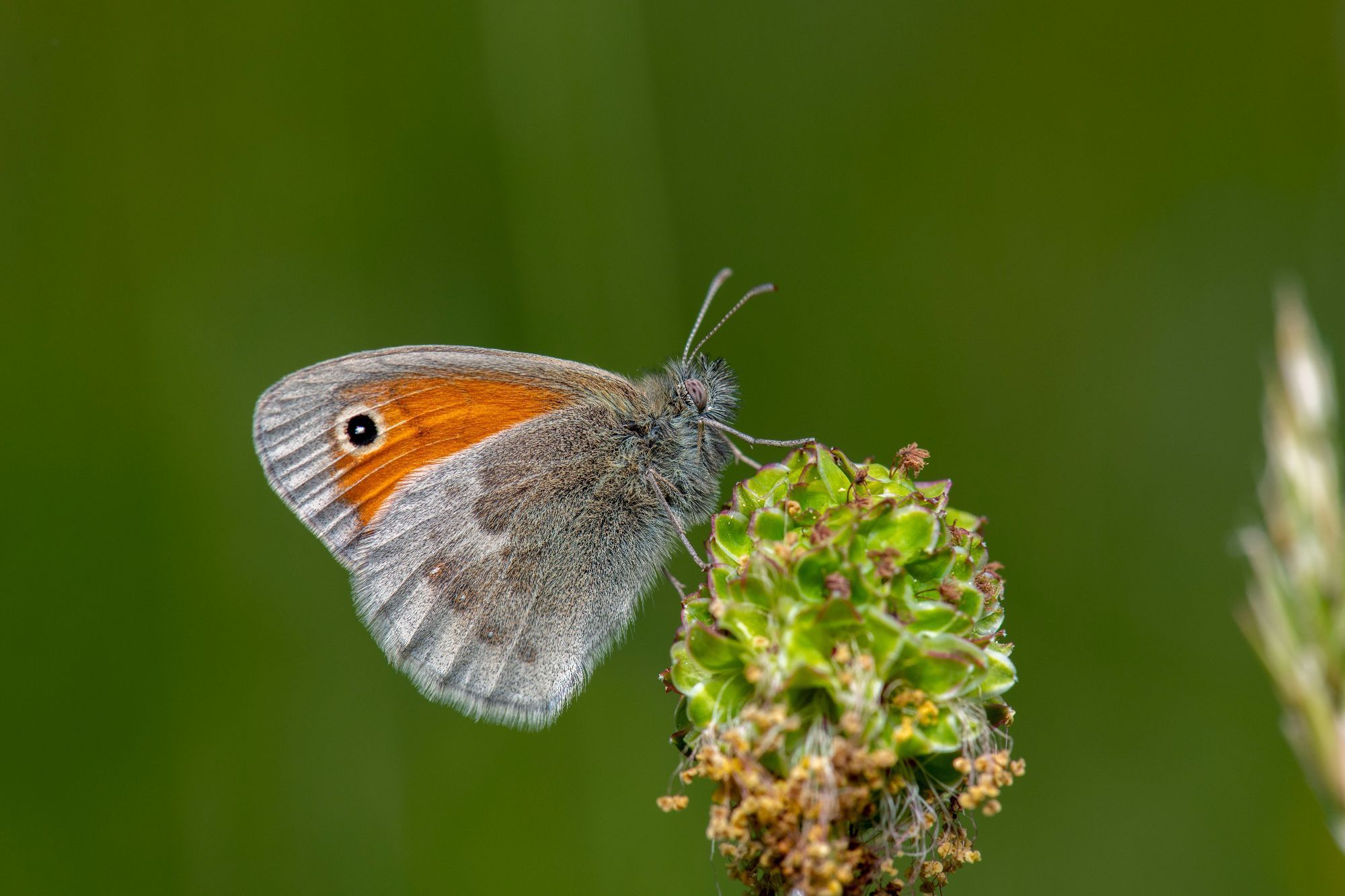 Kleines_Wiesenvögelchen_Albrecht_LR_56560