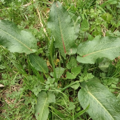 Sauerampfer_i
