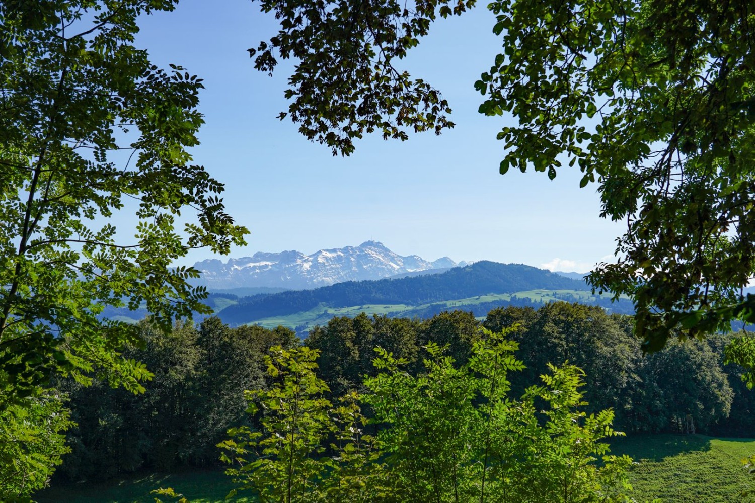 Von Laub eingerahmter Blick auf den Säntis.