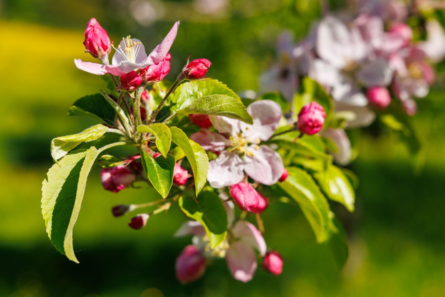 Die zarten Weiss- und Rosatöne der unzähligen Hochstammobstbäume um Menzingen malen das perfekte Frühlingsbild.