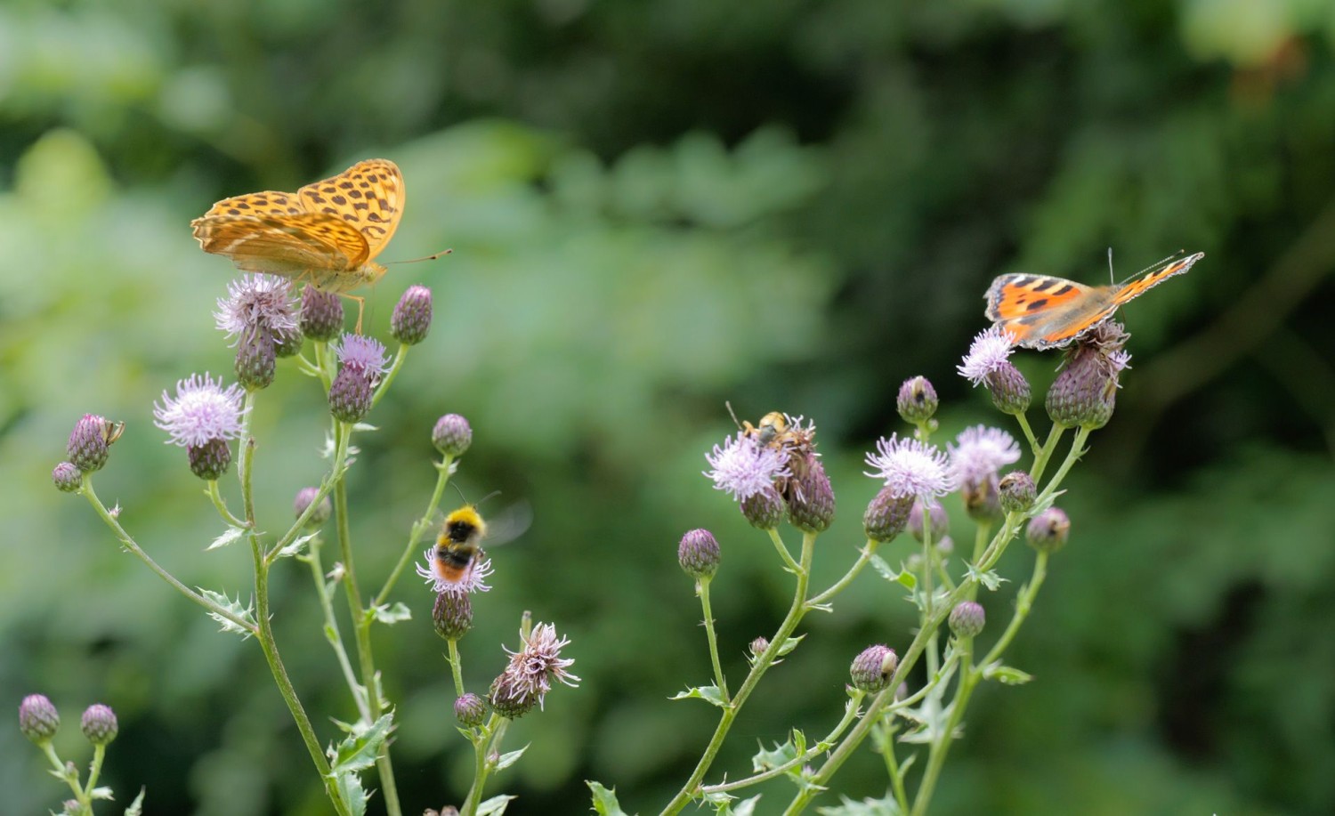 Ce chardon des champs, dans la forêt près d’Oberflachs, est prisé des insectes affamés, dont un papillon tabac d’Espagne (à gauche) et un papillon petite tortue (à droite).