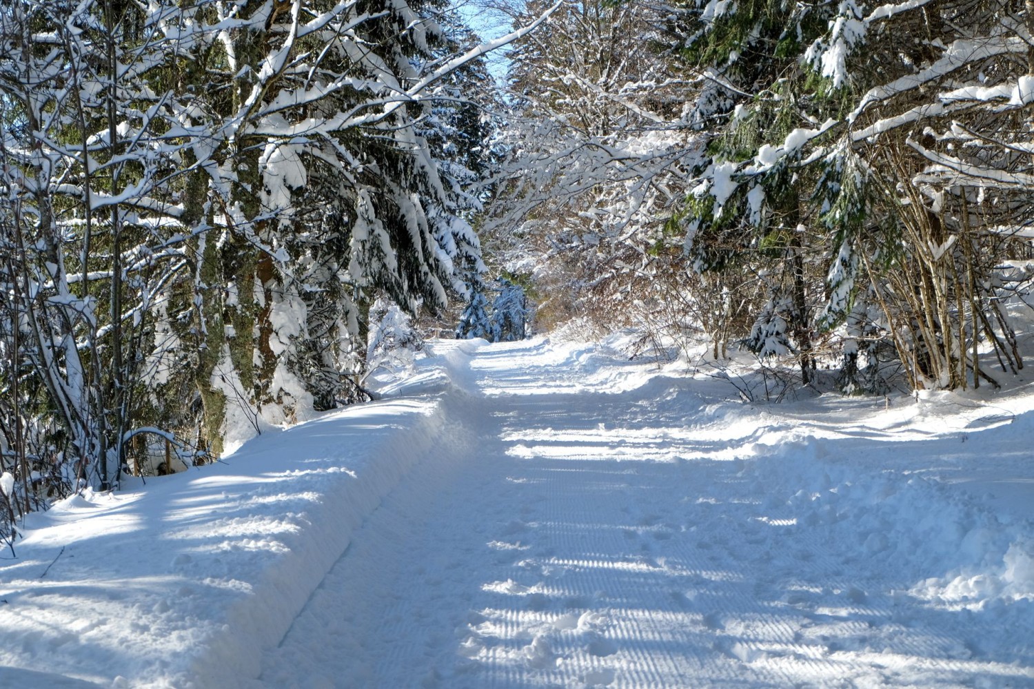 Les chemins dans la forêt sont réservés à la randonnée hivernale.