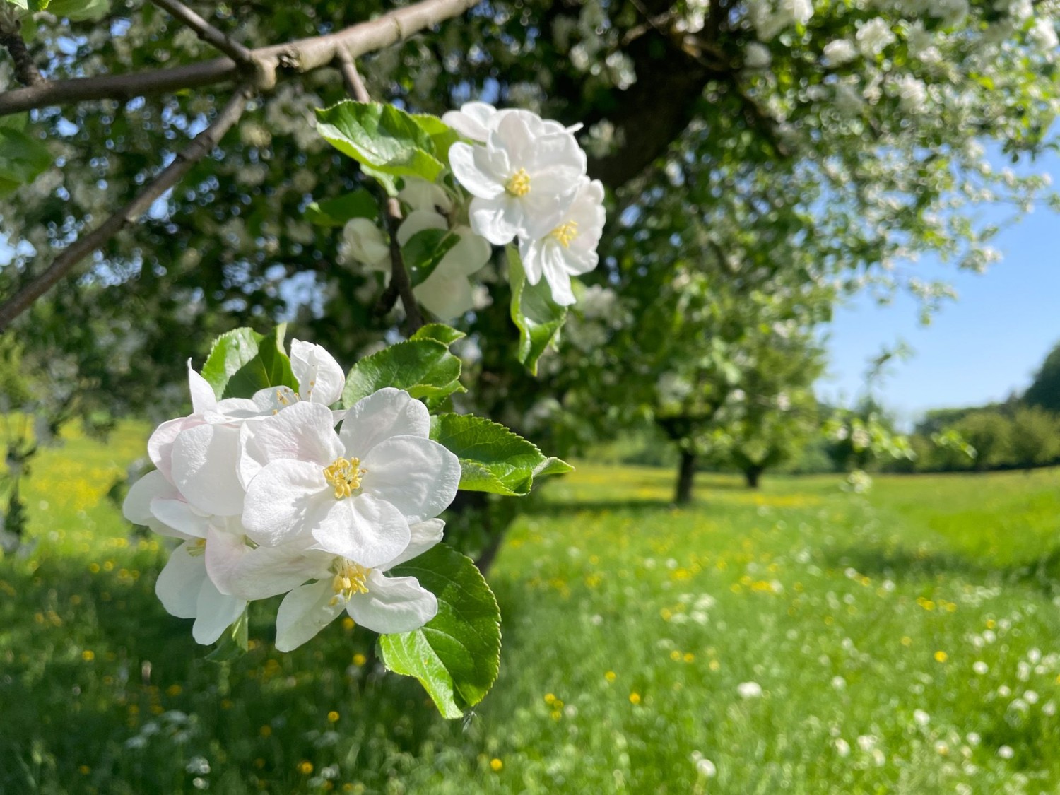 Ein spät blühender Obstbaum auf der Schönmatt.