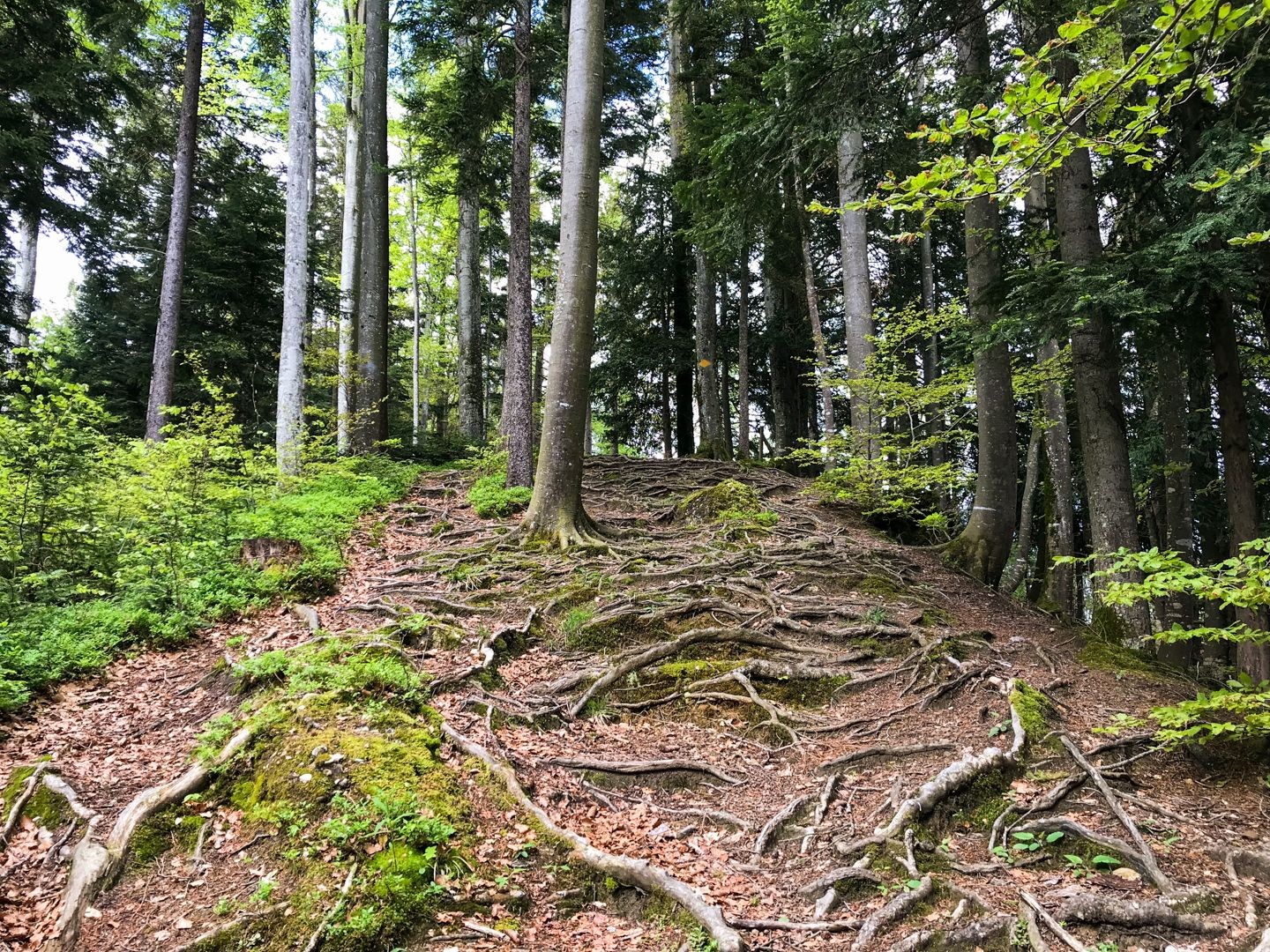 L’ascension se fait sur des chemins parsemés de racines.