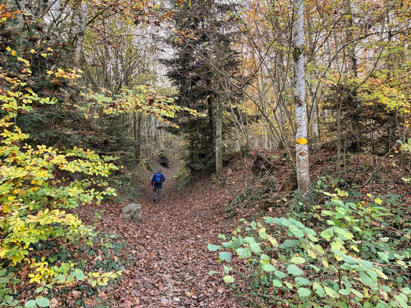 Après Bremgarten, le chemin entre dans la forêt.