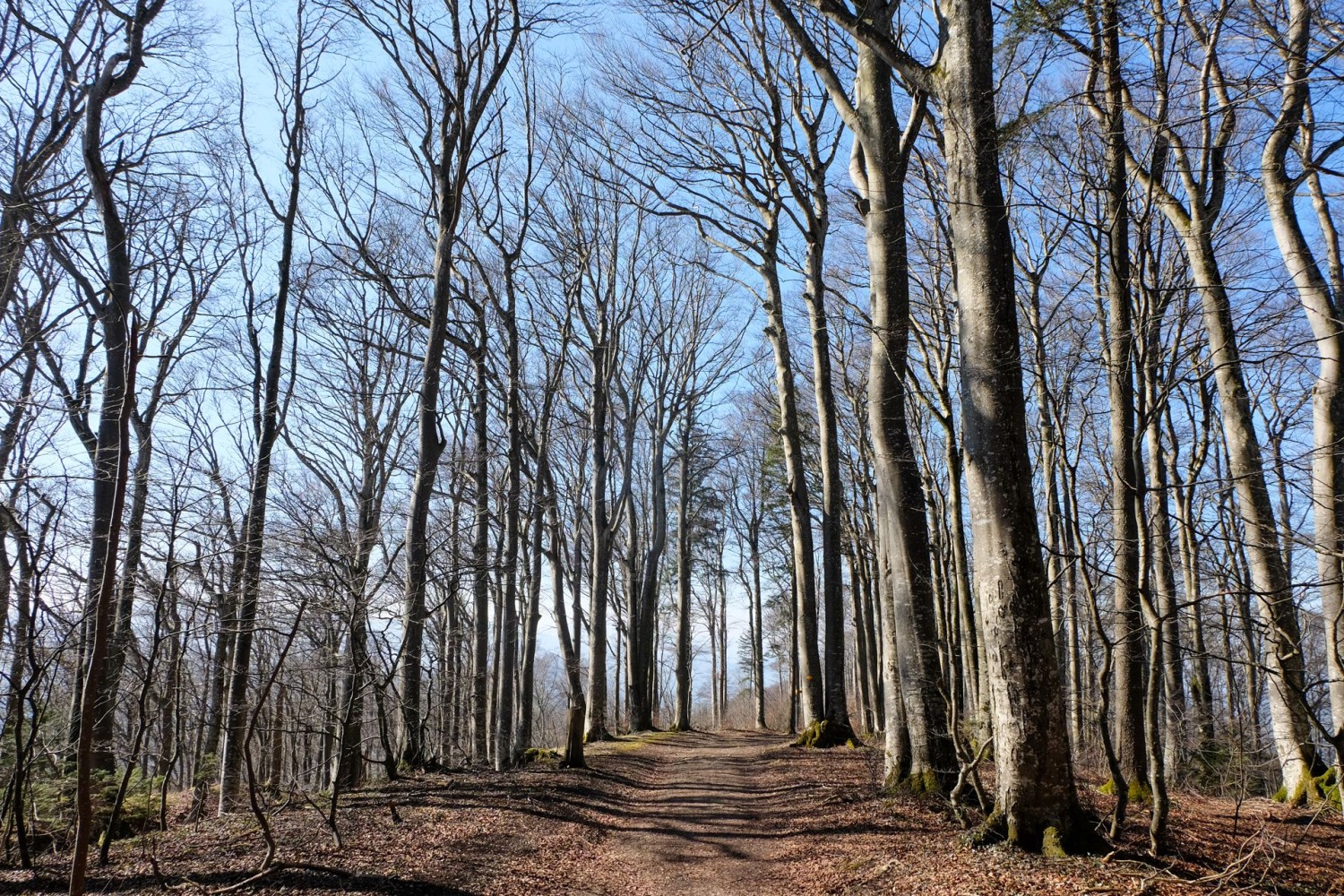 Une magnifique forêt de hêtres s’étend de chaque côté du chemin de randonnée qui ramène à Bad Ramsach.