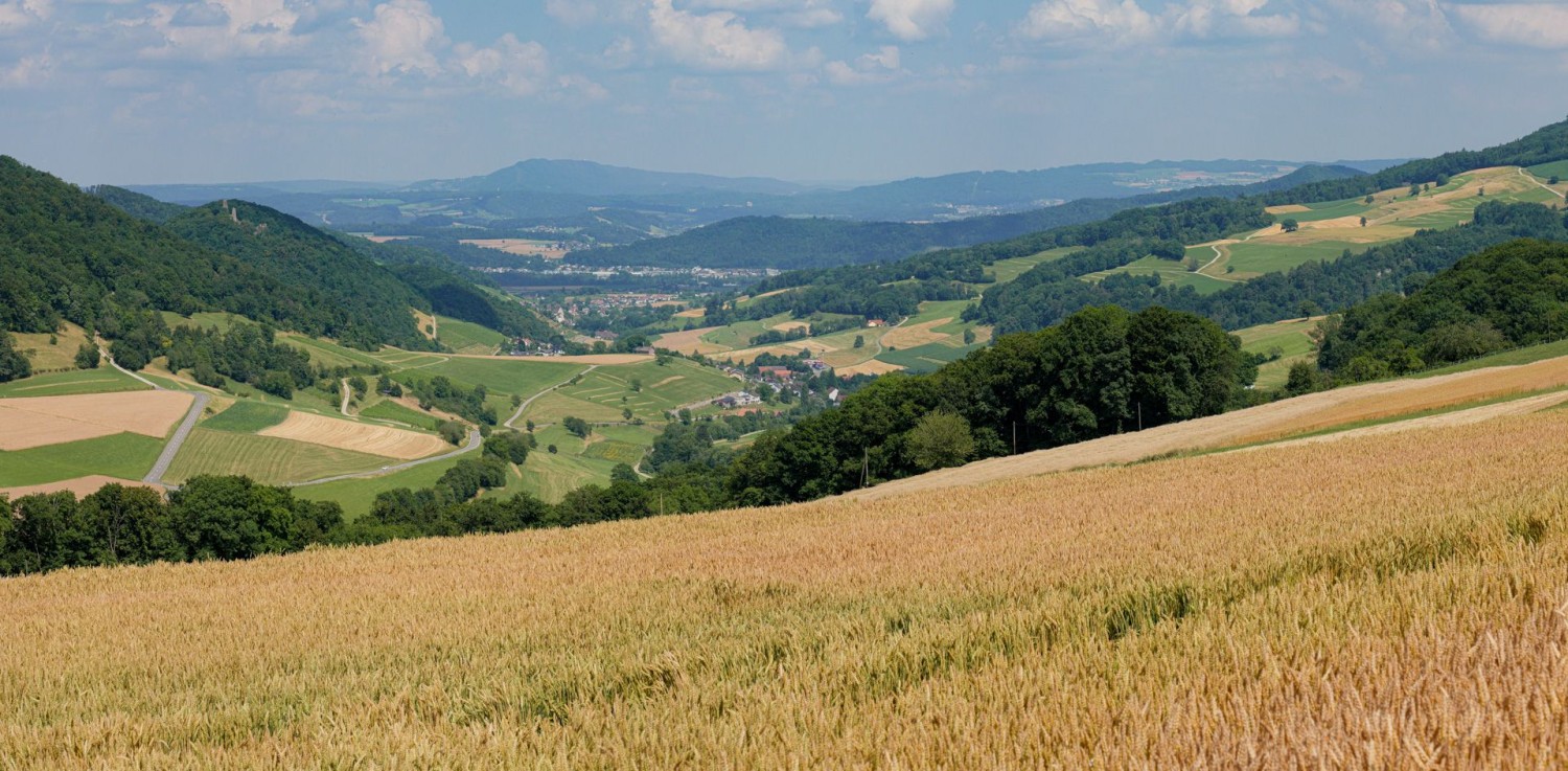 Champ de céréales près de Staffelegg, vue sur les vallées de Schenkenberg et de l’Aar en direction du Lägern