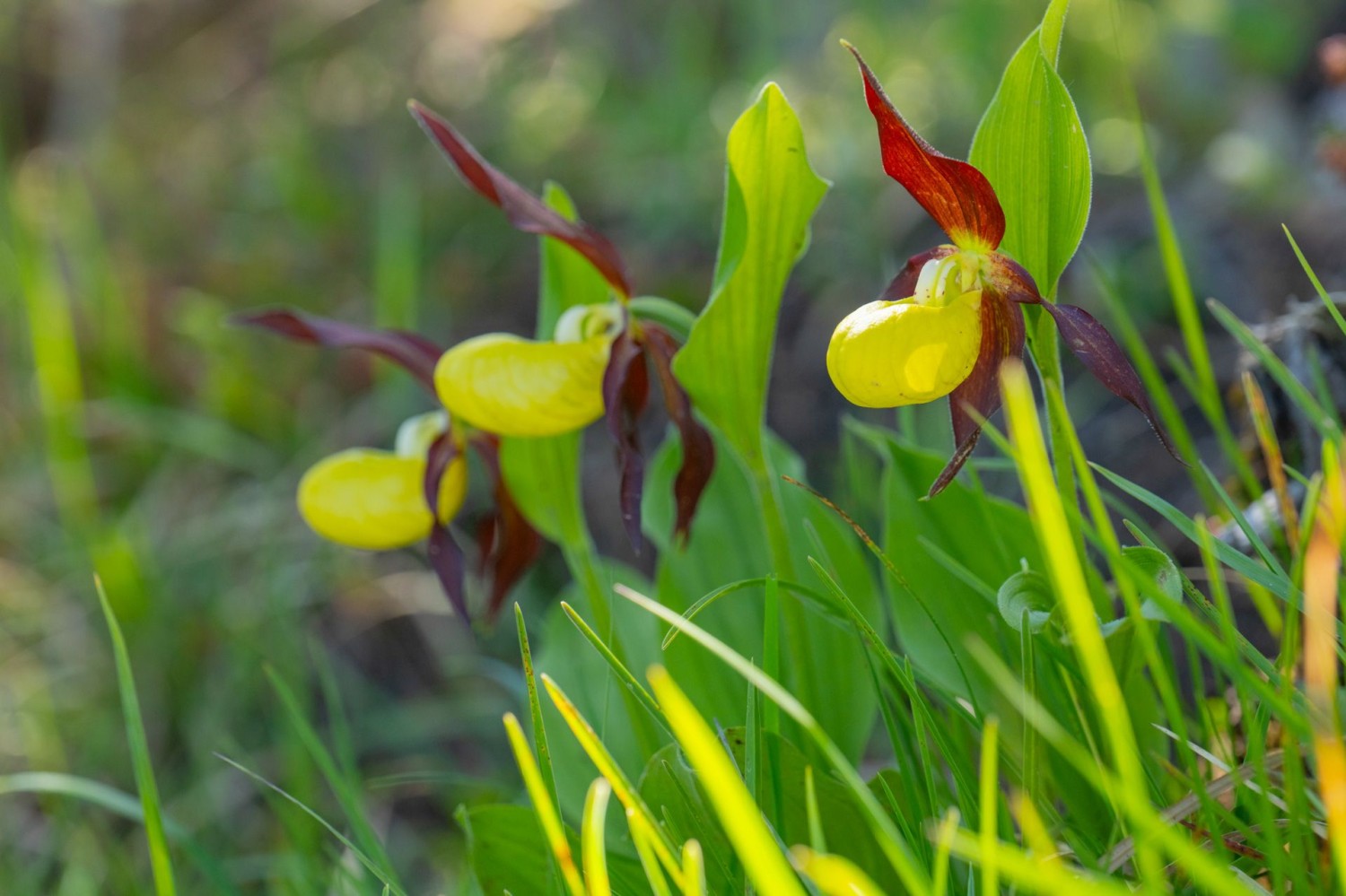 Le sabot de Vénus doit être admiré à distance respectueuse.