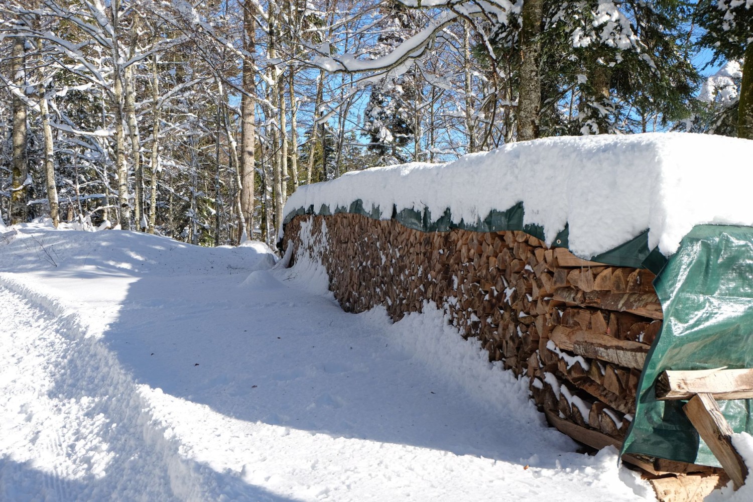 Des tas de bois au bord du chemin. La forêt du Chasseral est aussi exploitée.