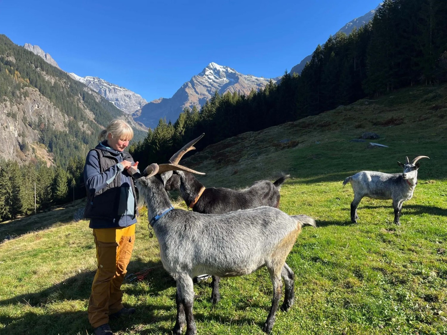 Vergiss die Hektik des Alltags und geniesse einen besonderen spätherbstlichen Wandertag in beeindruckender Berglandschaft – gemeinsam mit unseren charmanten Ziegen. Mit ihnen unterwegs zu sein ist ein unvergessliches Erlebnis für alle Tier- und Naturfreun