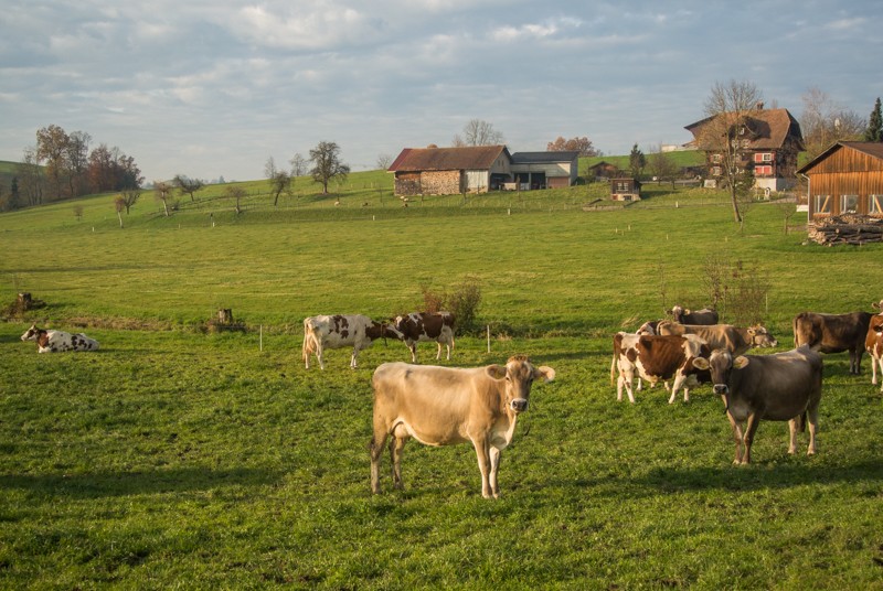 Guten Nachmittag! Bild: Vera In-Albon