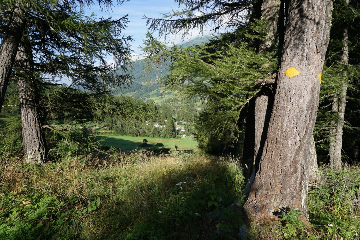 Der Aufstieg zur Alp führt durch lichte Lärchenwälder.