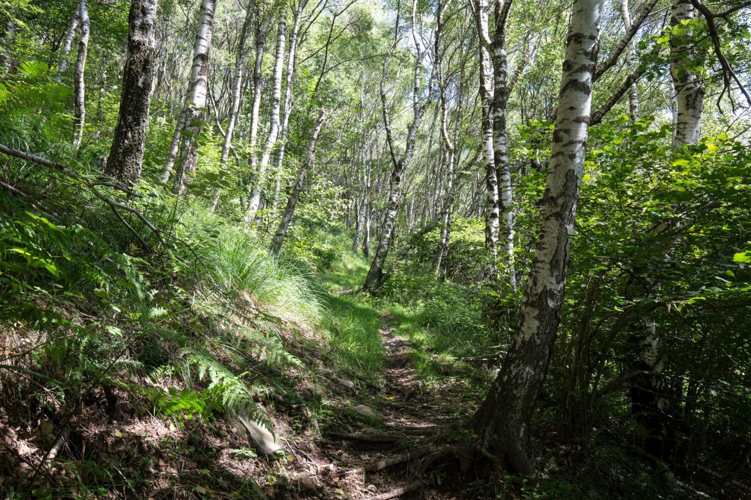 Auf lauschigem Waldpfad geht es der Alp Pedrinasco entgegen.