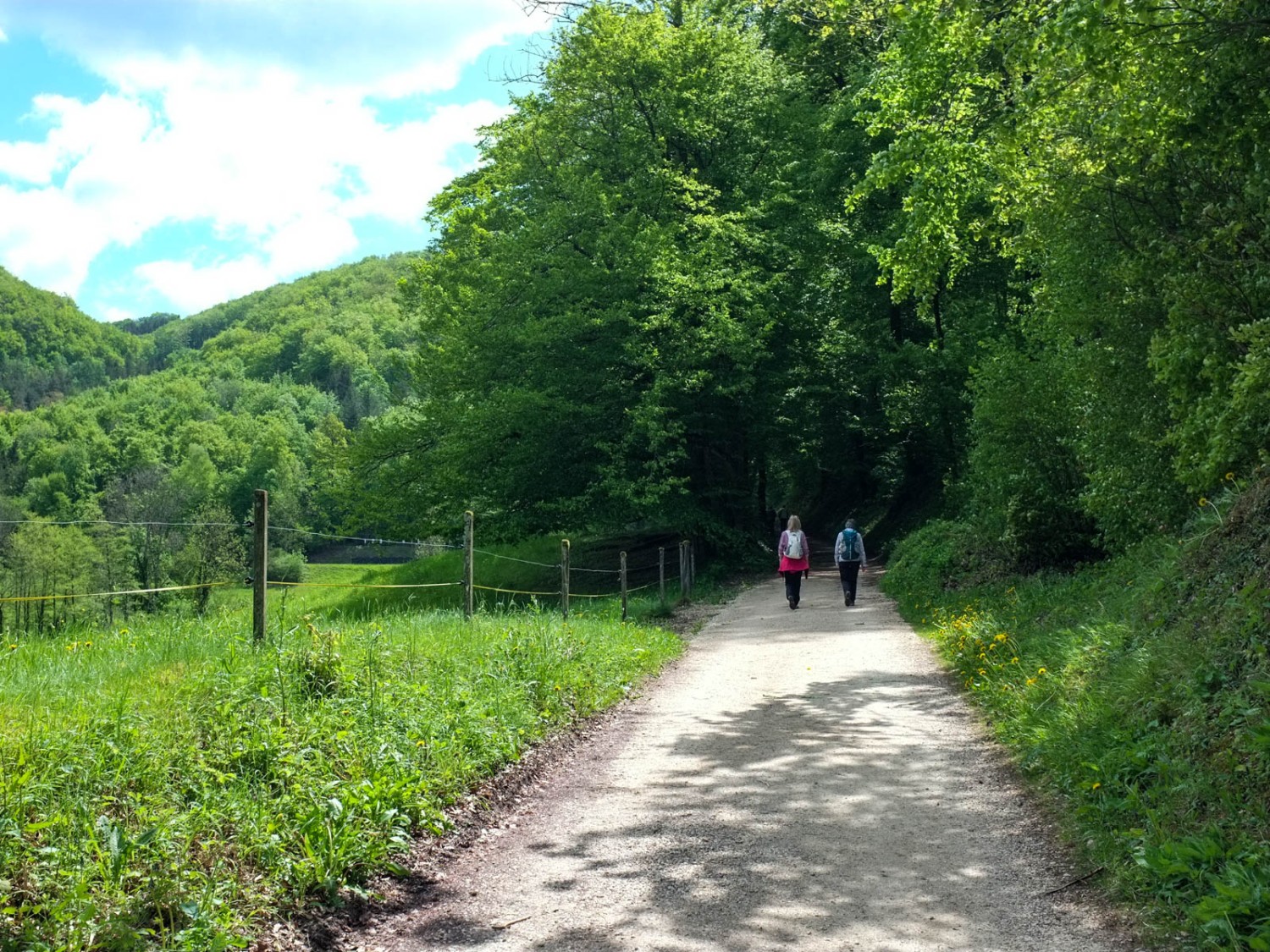 Le chemin mène dans une forêt luxuriante. Photo: Claudia Peter