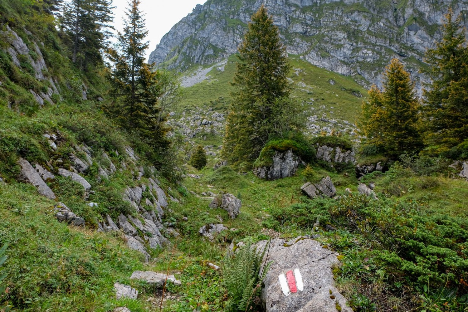 Die letzten Tannen auf dem karstigem Gelände. Die Alp Lutersee erreicht die Baumgrenze.