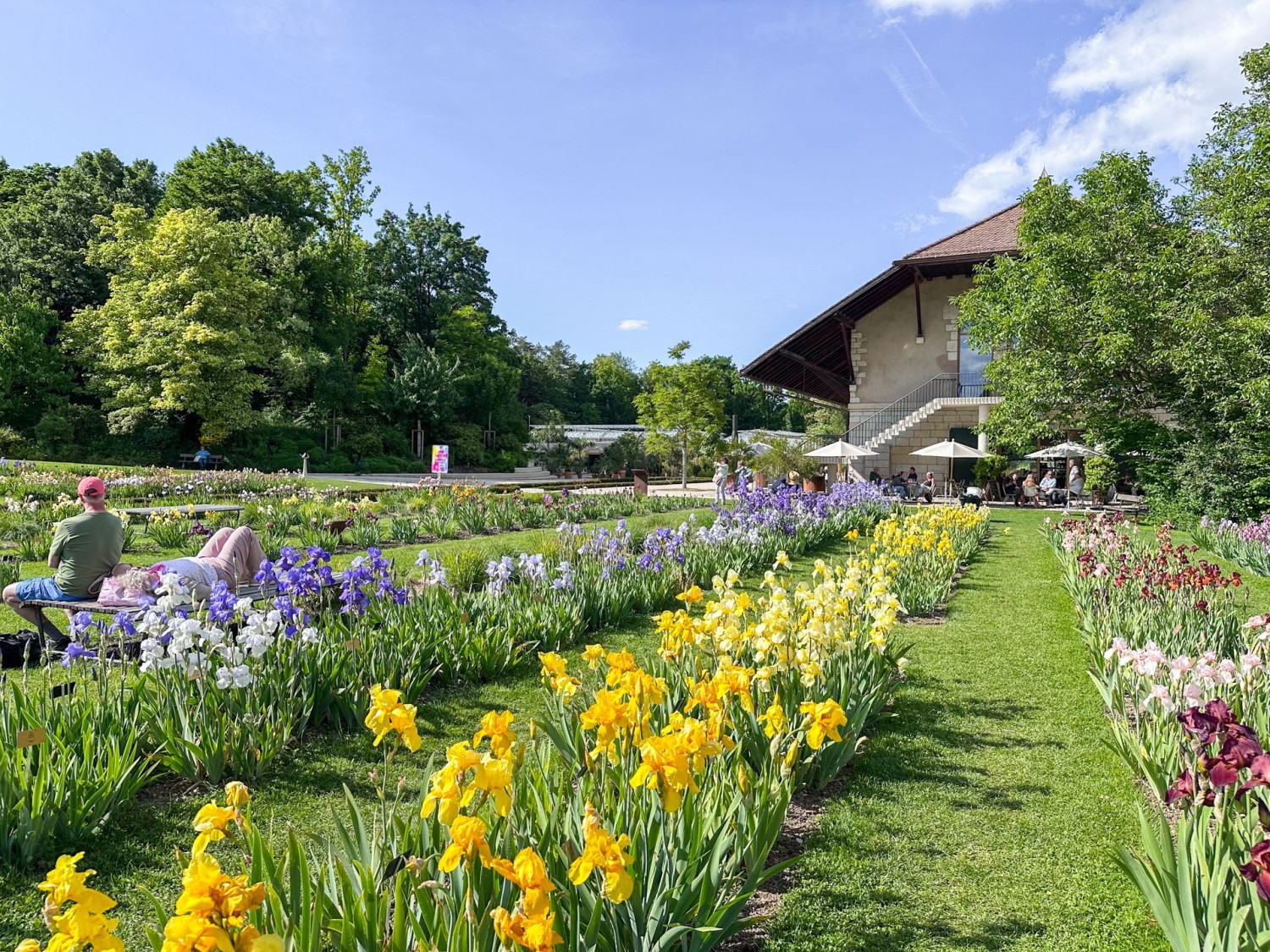 Merian Gärten: ein Blütenmeer aus Schwertlilien
