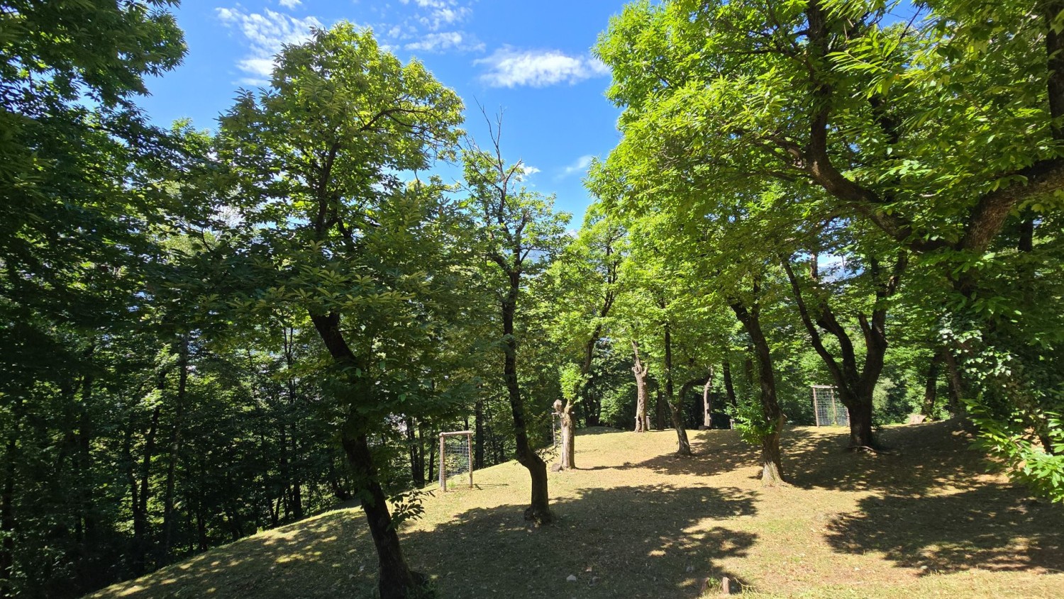 Auf dem Lehrpfad ist jeder einzelne Baum mit seinem Namen beschriftet.