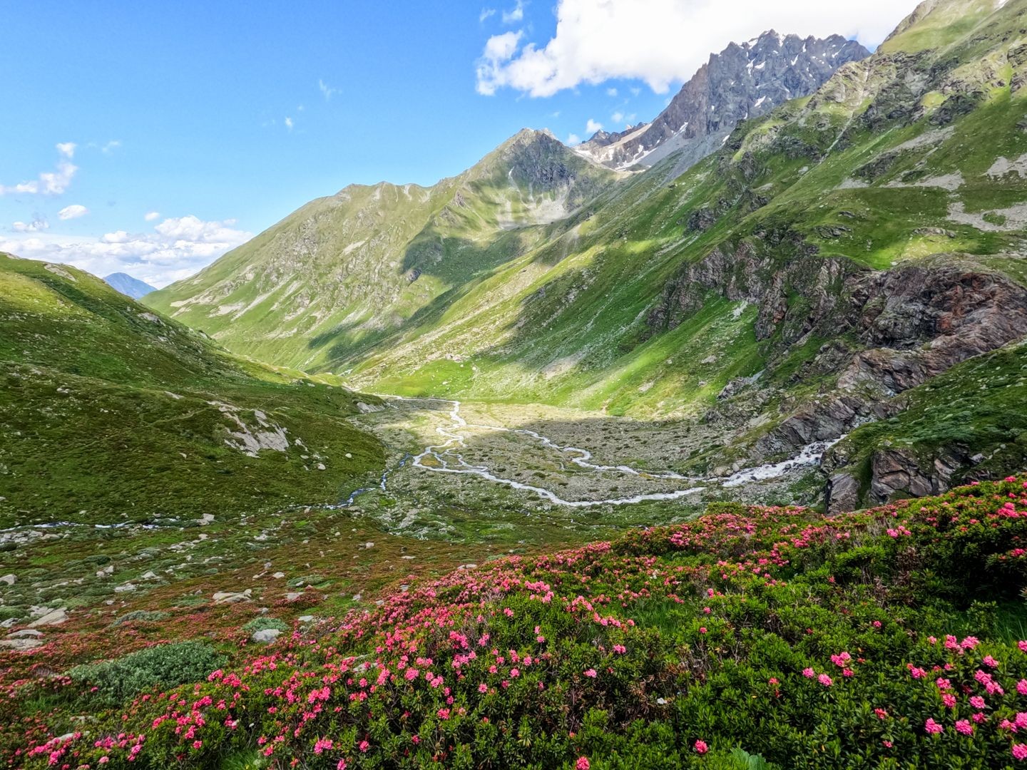 Der Aufstieg zur Hütte ist von Alpenrosen gesäumt.