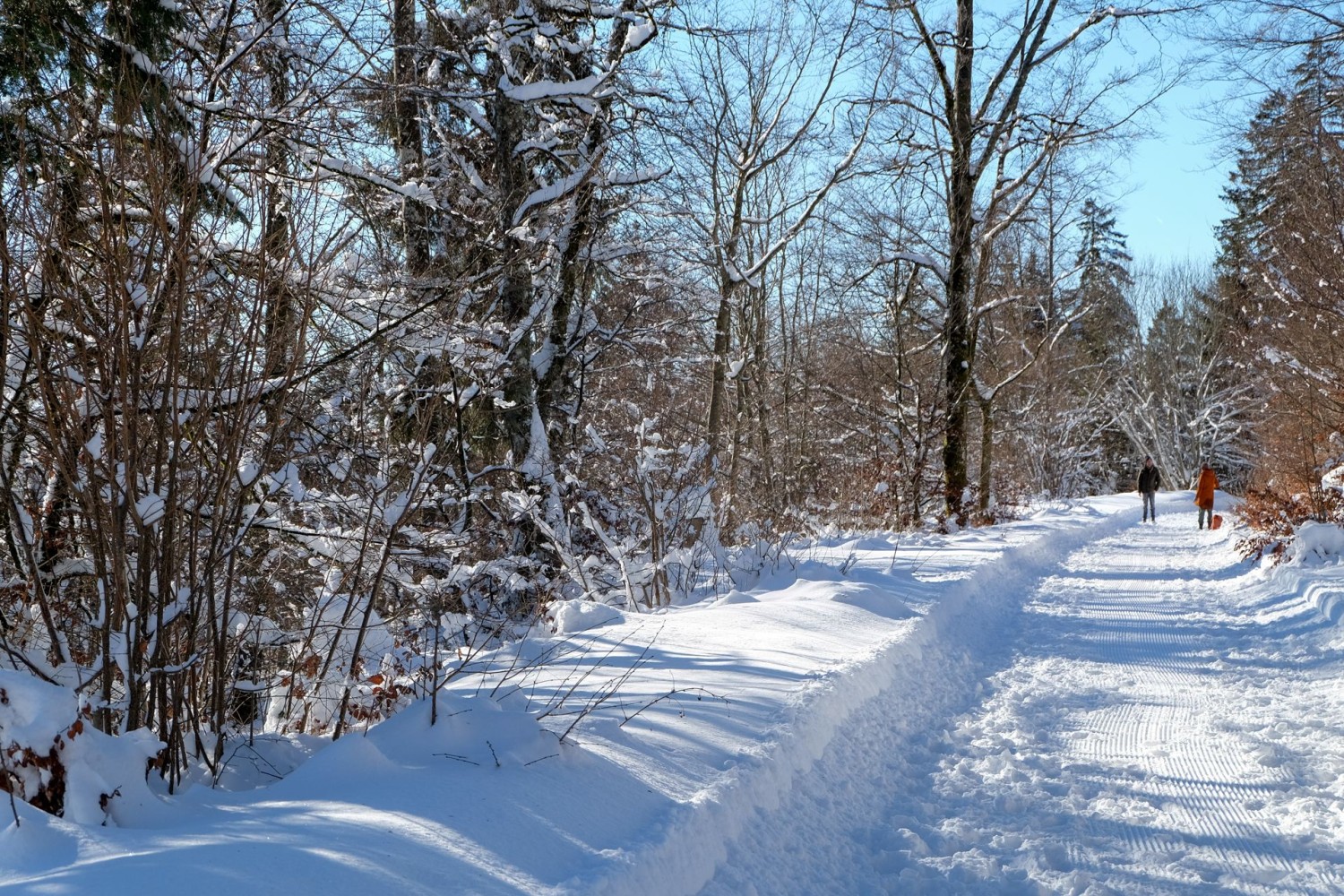 La forêt près de Nods, idéale pour une belle randonnée hivernale.