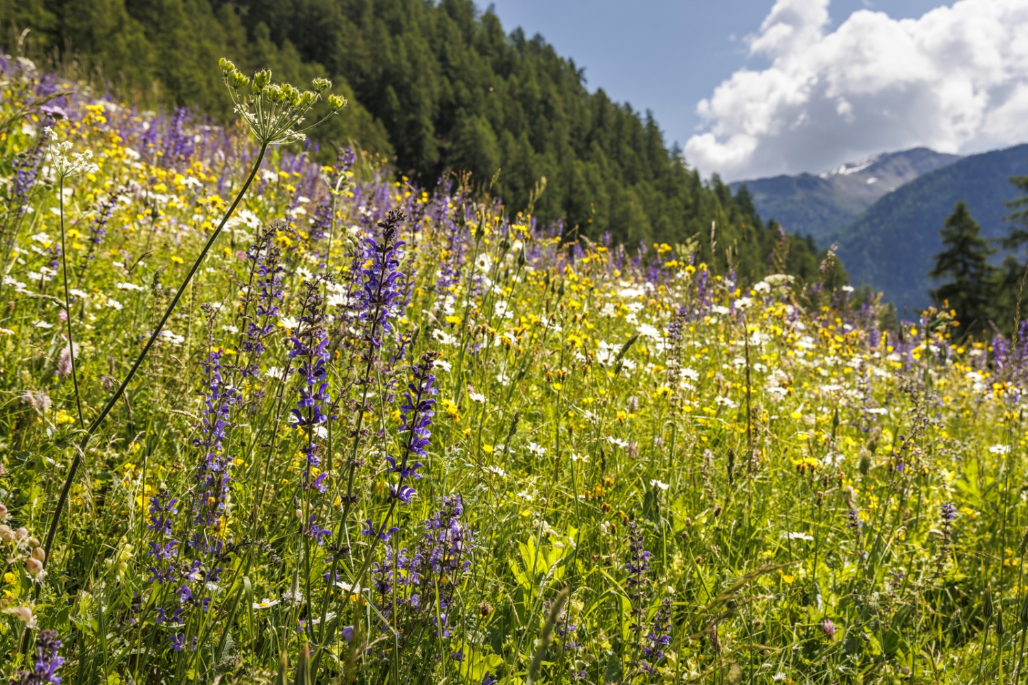Breve, ma intensa: la primavera in Val Monastero.Foto: Severin Nowacki