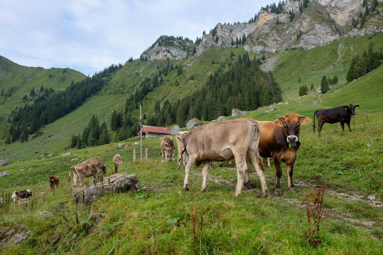 Um die 290 Tiere sömmern auf der Alp Lutersee: hauptsächlich Rinder.