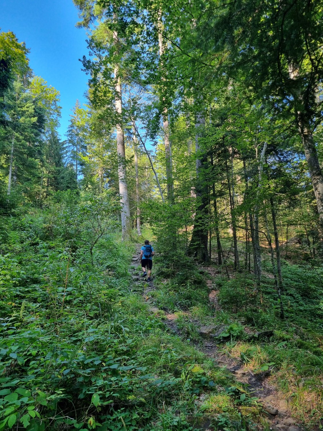 Montée pentue dans le Burgerwald