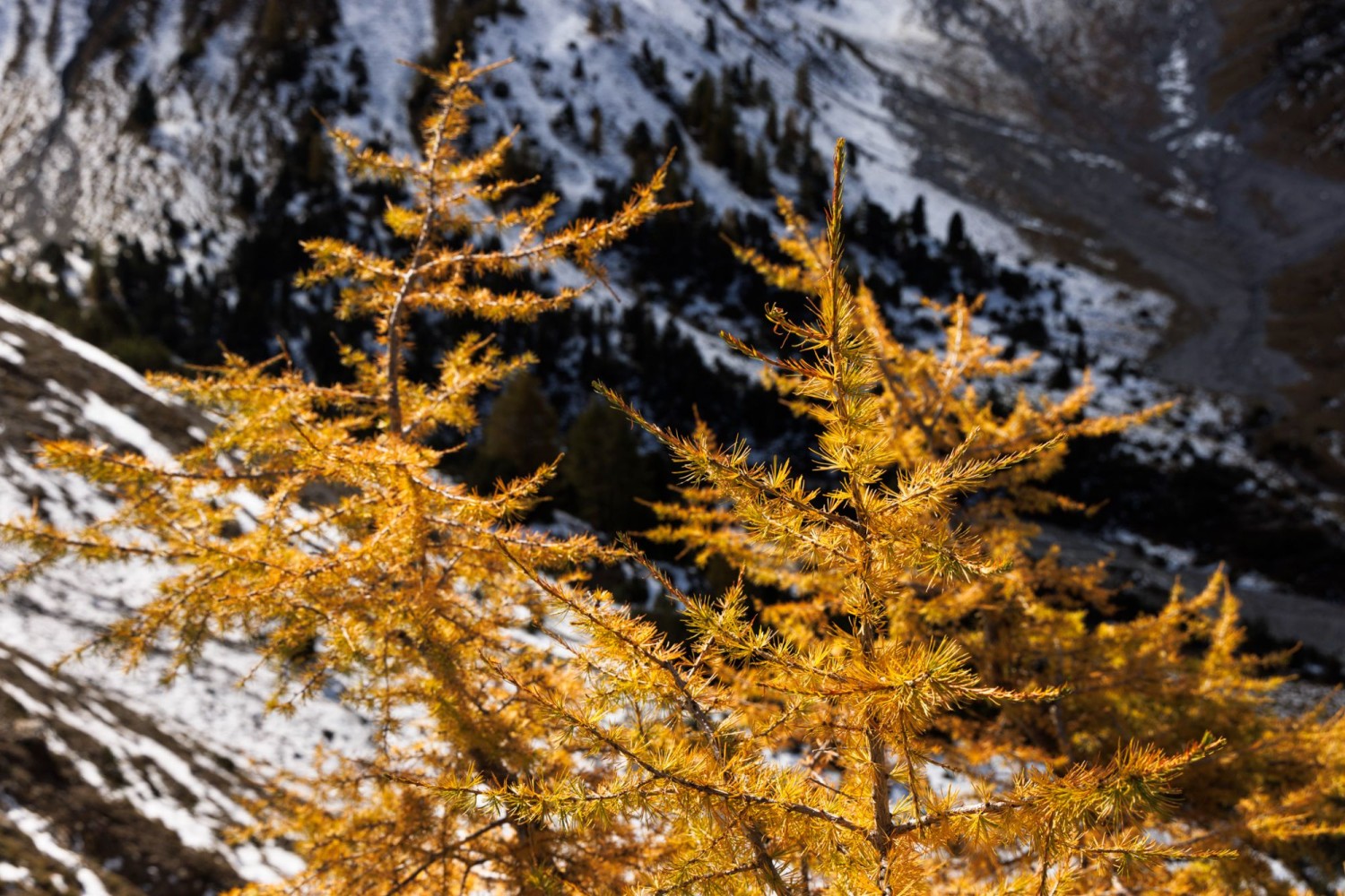 Im Unterengadin faszinieren im Herbst nicht nur die Hirschbrunft, sondern auch die gelben Lärchen.