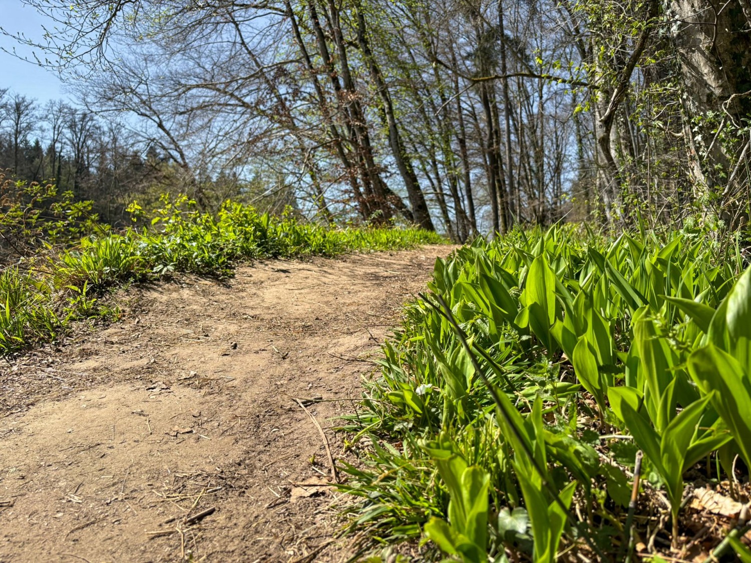 I mughetti si risvegliano dal letargo invernale.