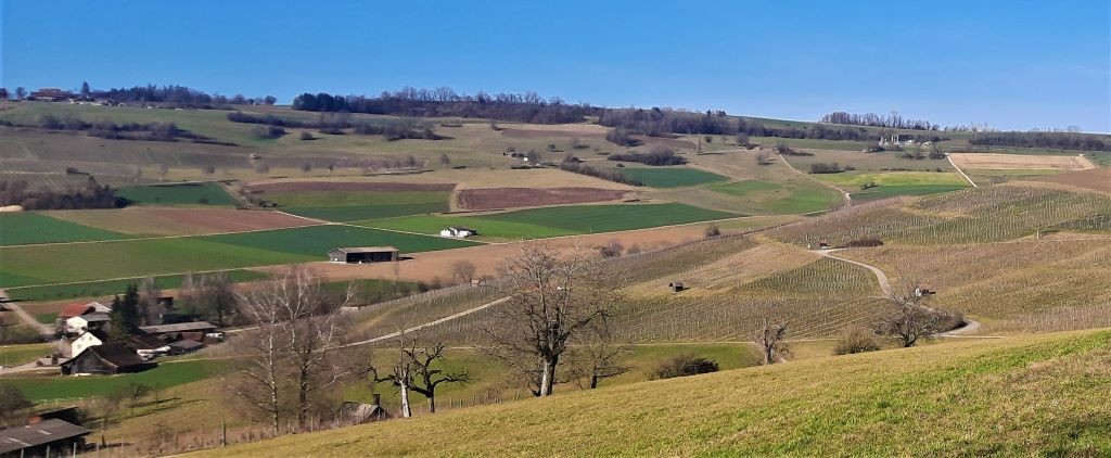 Oberhallau