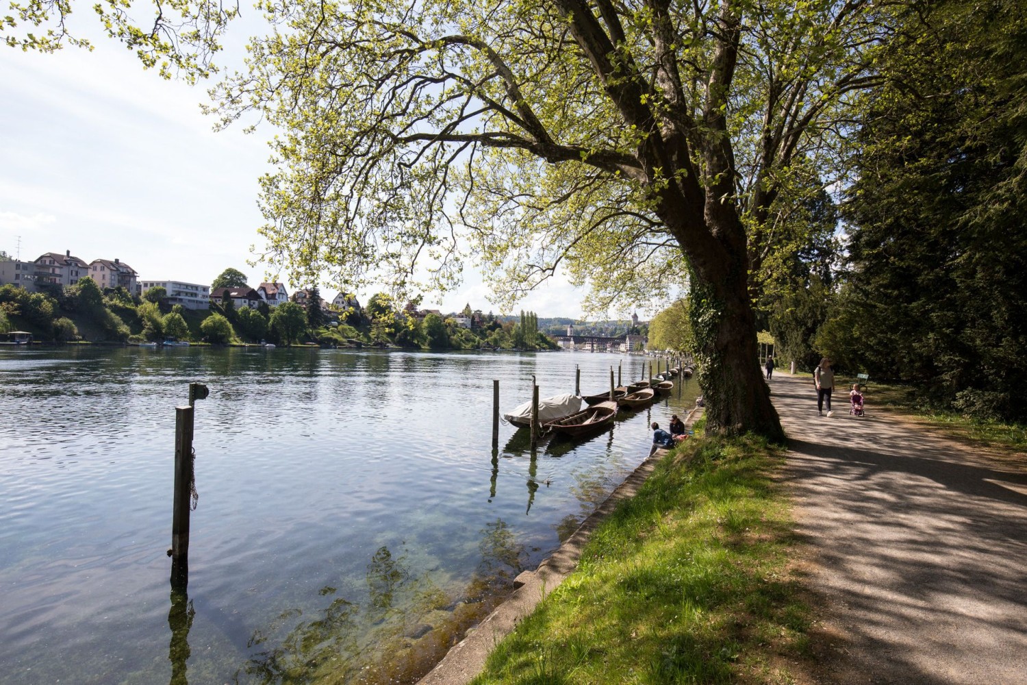 La randonnée longe presque toujours le Rhin.