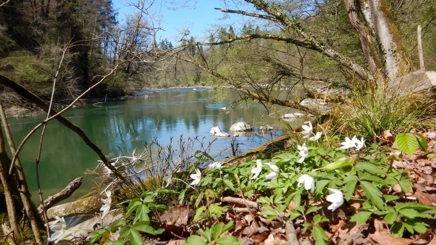 La primavera si risveglia con gli anemoni dei boschi.