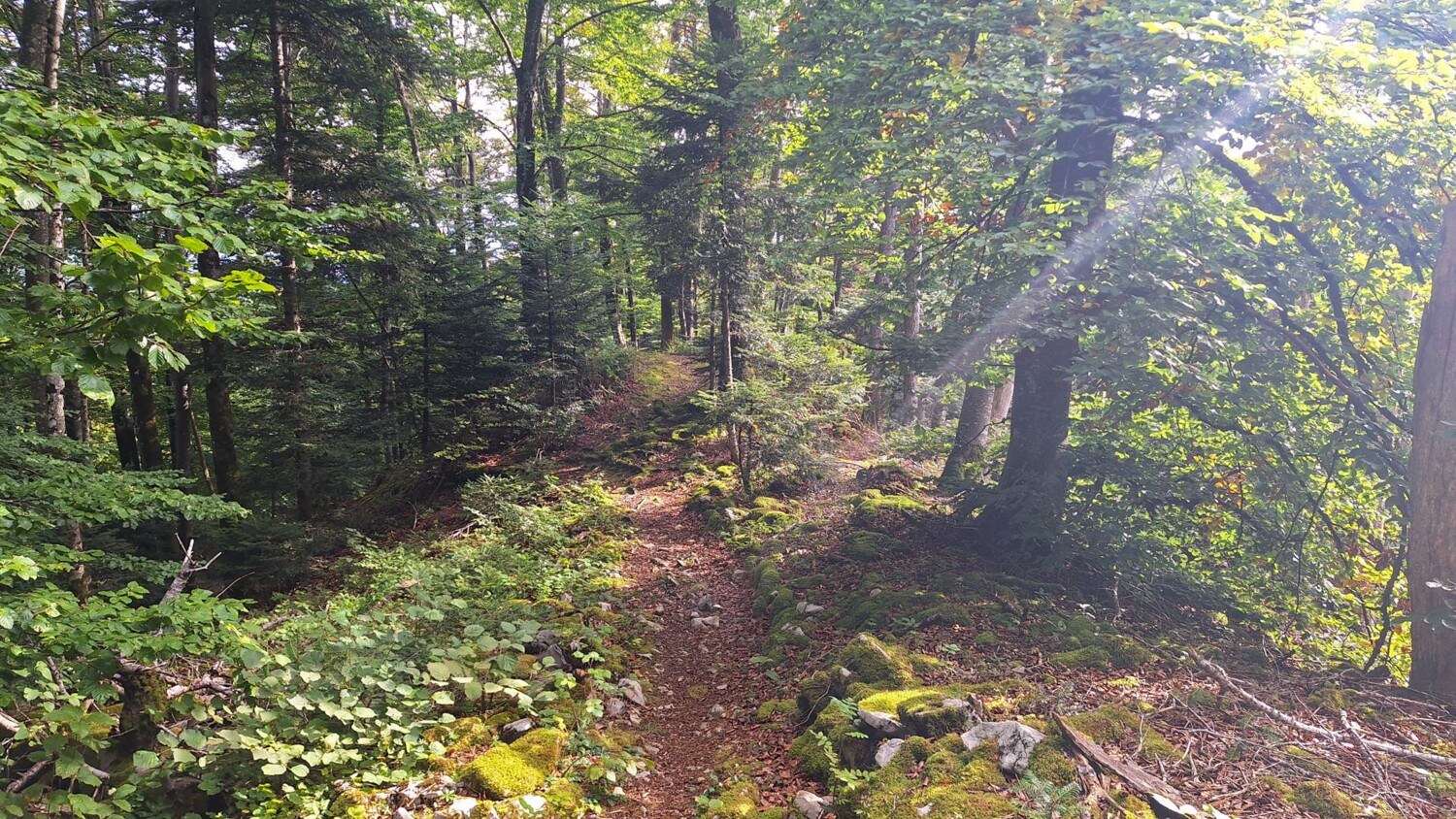 In einer kurzen Passage durch den Wald wird der Weg etwas schmaler.