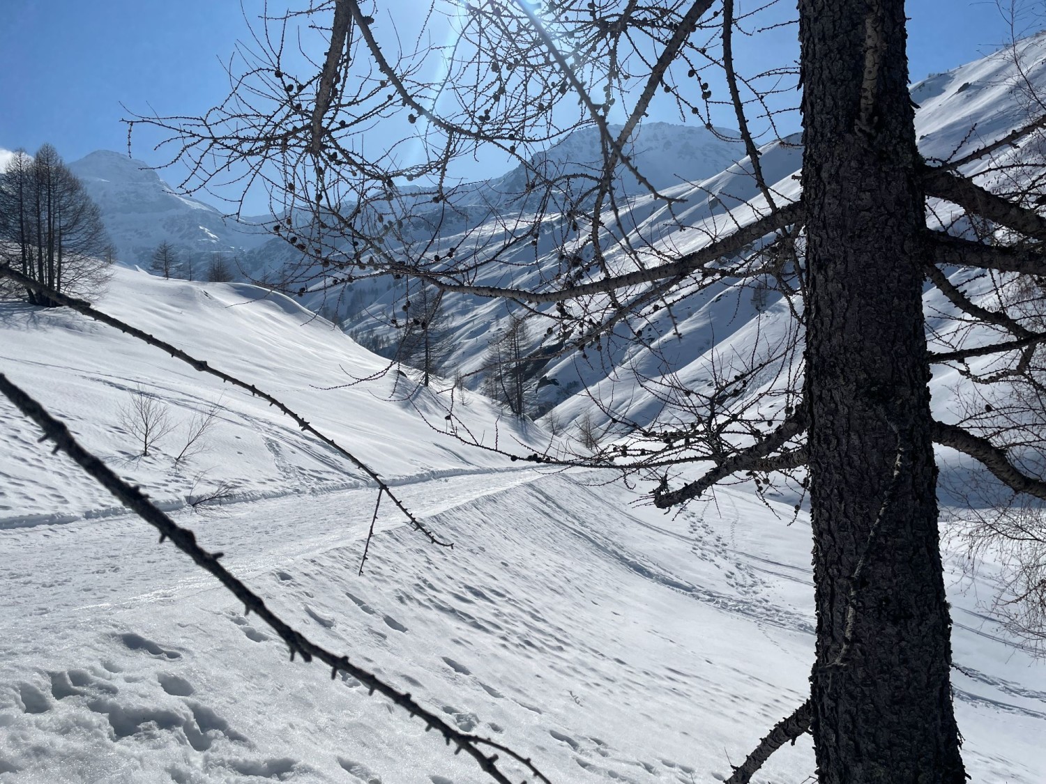 Quelques mélèzes bordent le chemin.