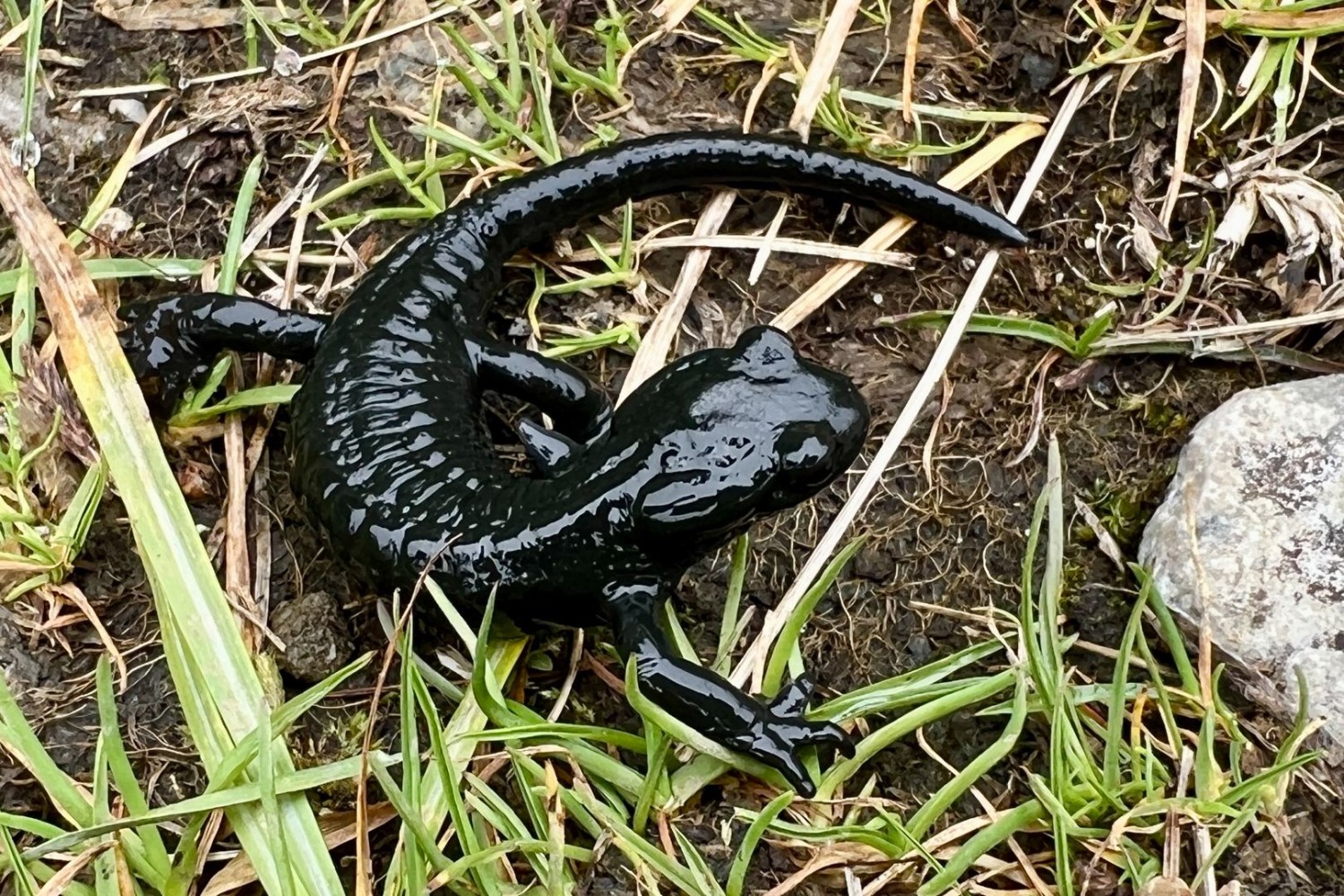 Manchmal kann man auch Alpensalamander beobachten.